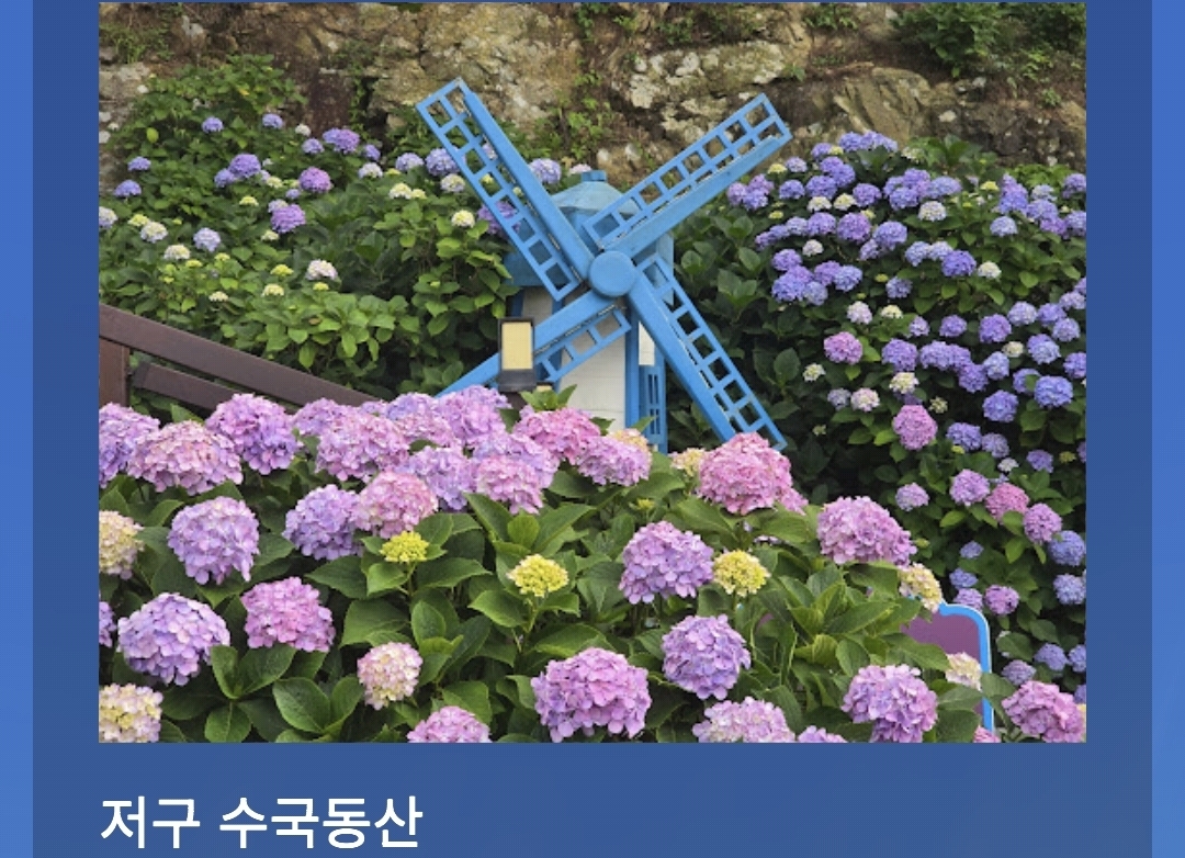 저구항 수국동산
