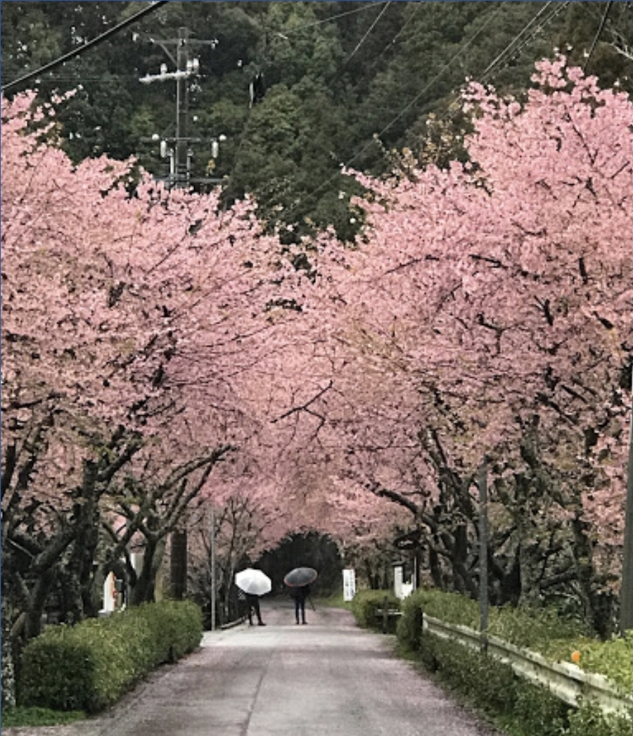 벚꽃 길