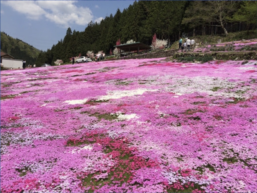 구니타케 가의 잔디벚꽃