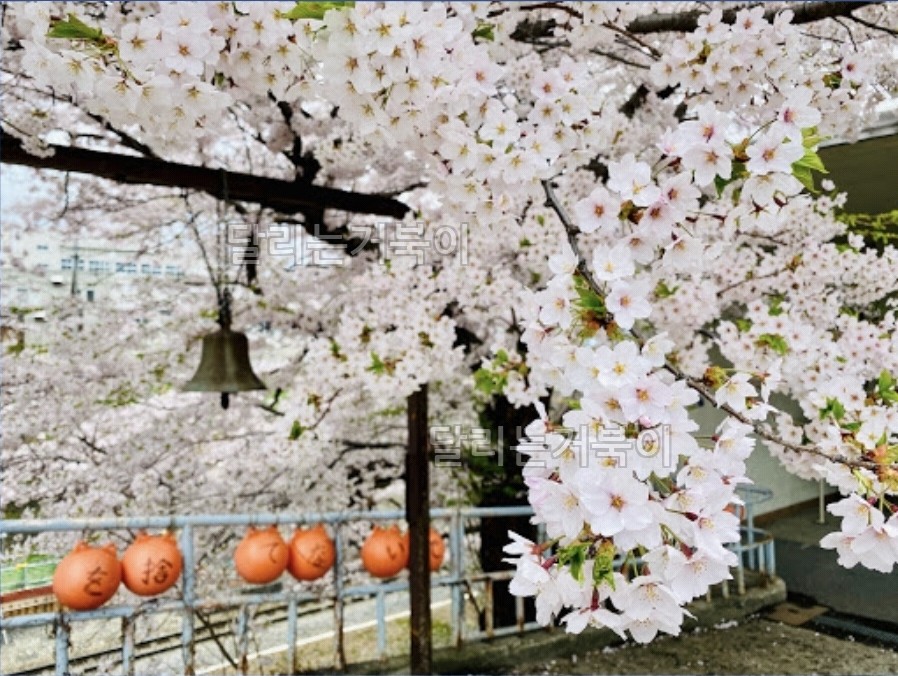 미나미오타루역 벚꽃