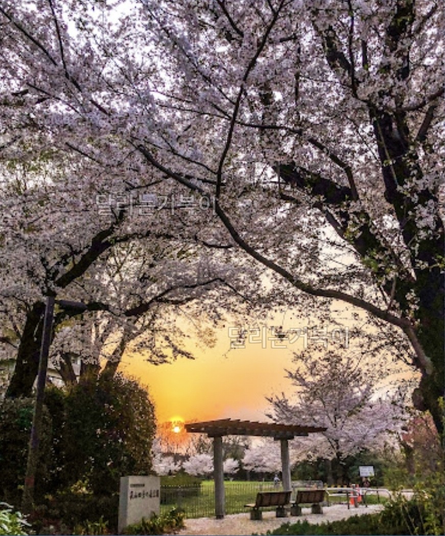 하기야마 공원 벚꽃