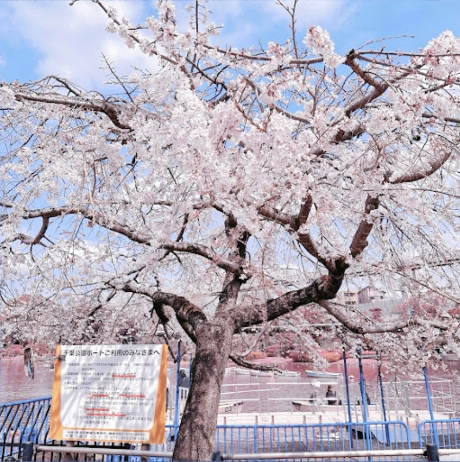 치바공원 벚꽃