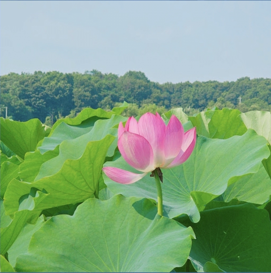 연꽃 (사진 바뀜)