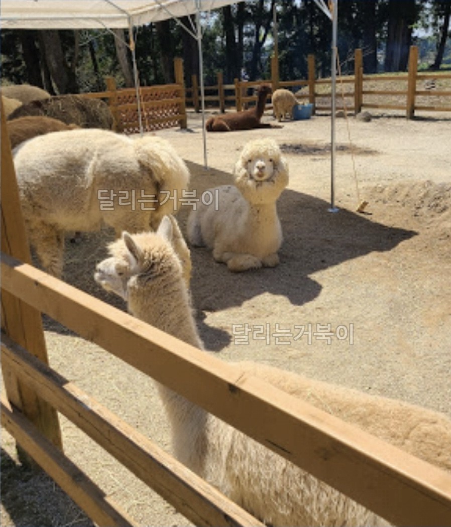알파카 목장
