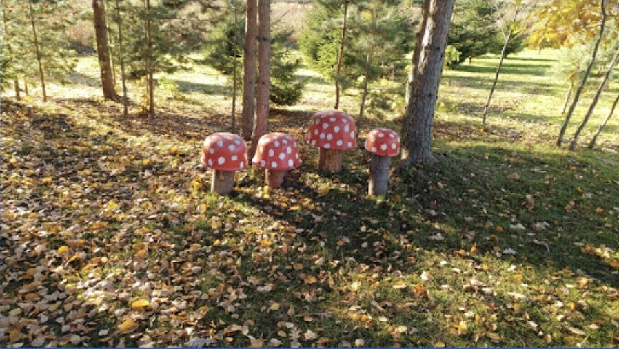 빨간 버섯들