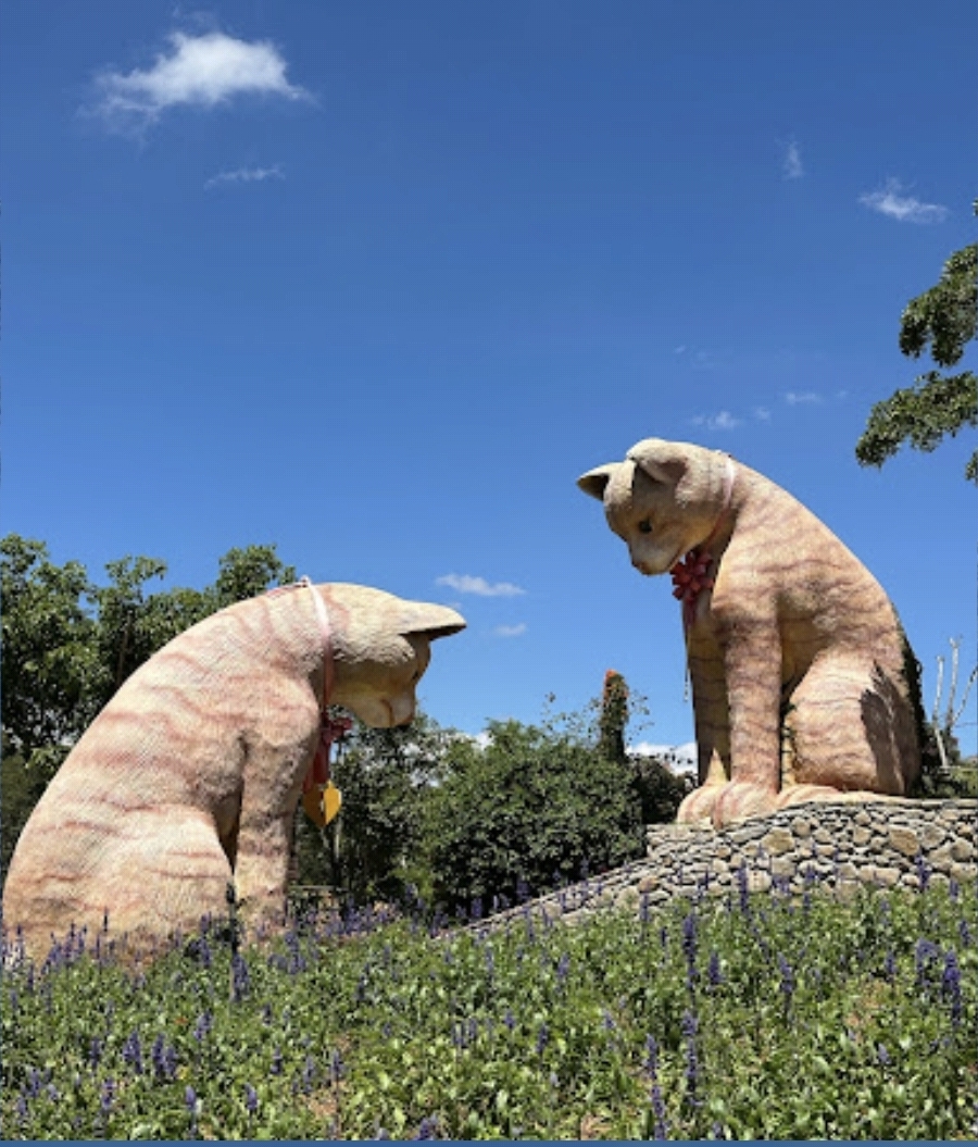 고양이 두 마리