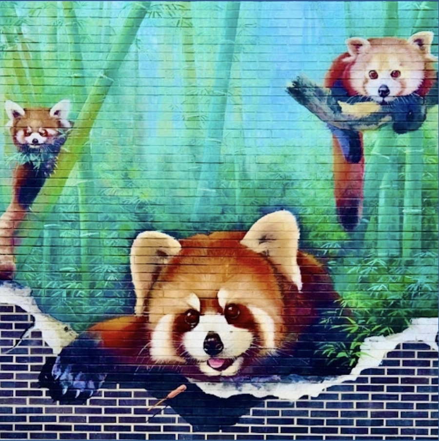 강호의 레서판다