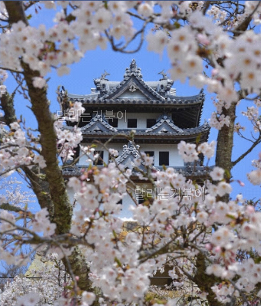 스모토성 벚꽃