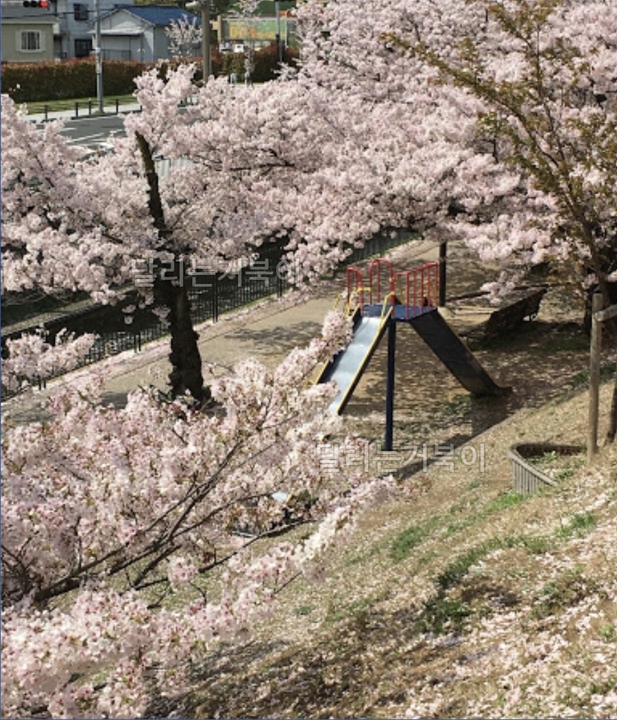 놀이터 벚꽃