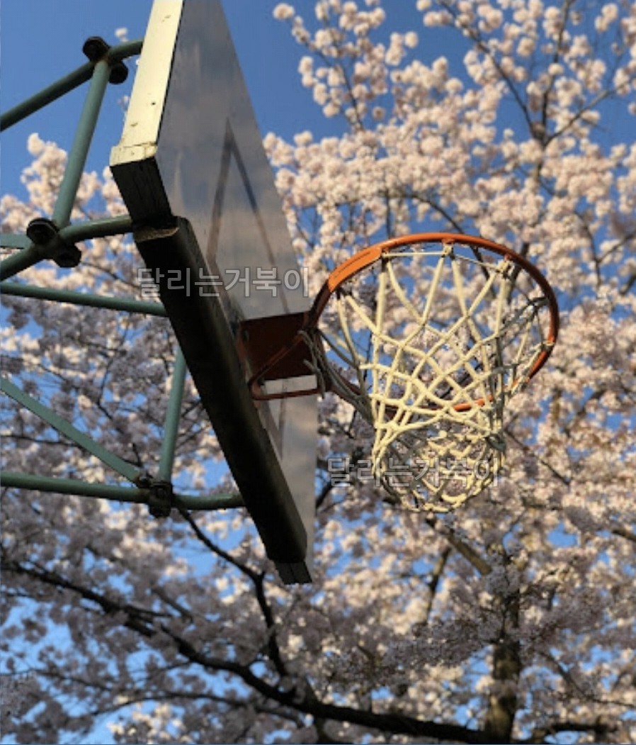 농구 골대 벚꽃