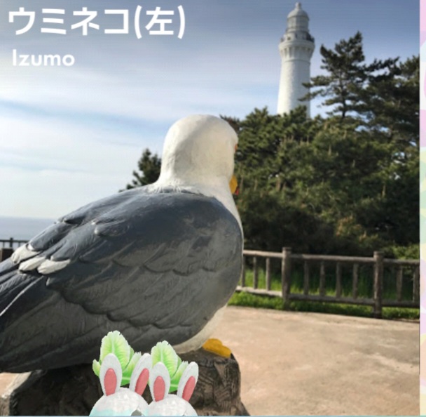 괭이갈매기