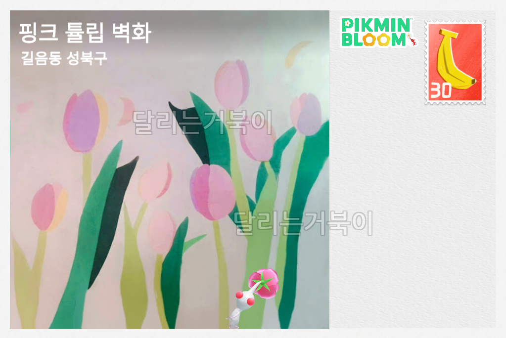 분홍 튤립