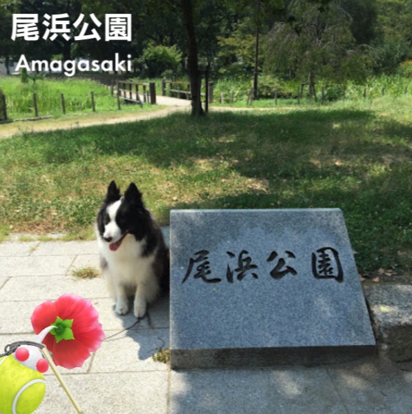 강아지