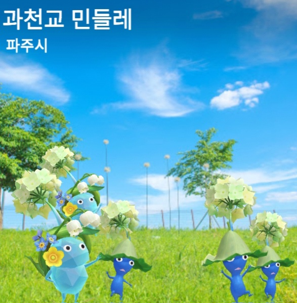 과천교 민들레