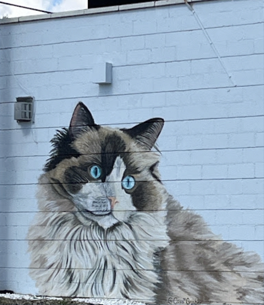 고양이