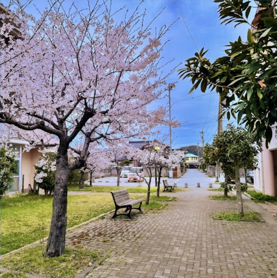 벚꽃 공원