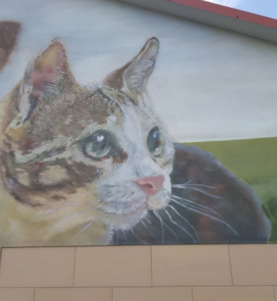 고양이