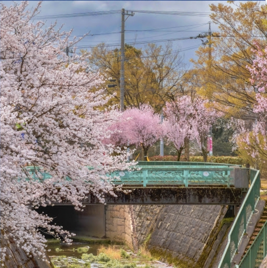 벚꽃 다리