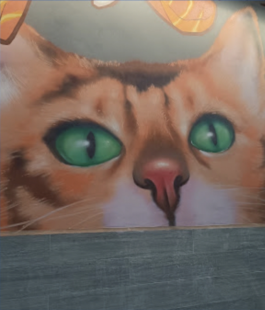 고양이