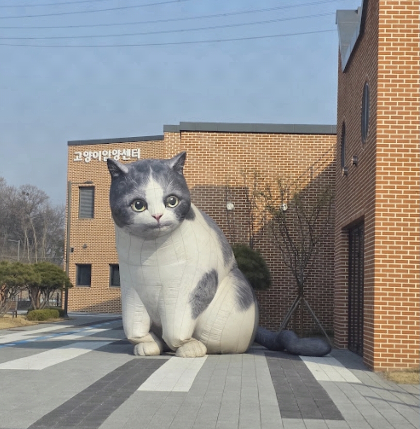 고양이