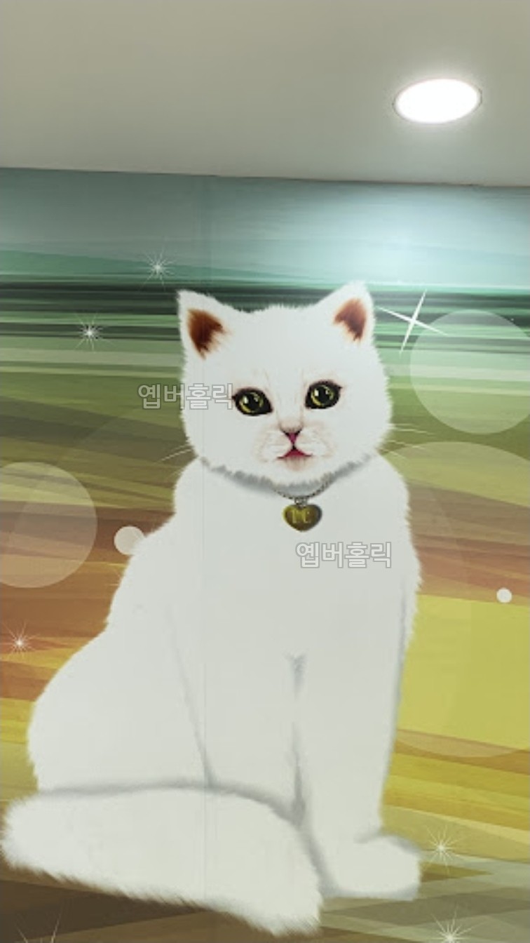 Lovely Cat