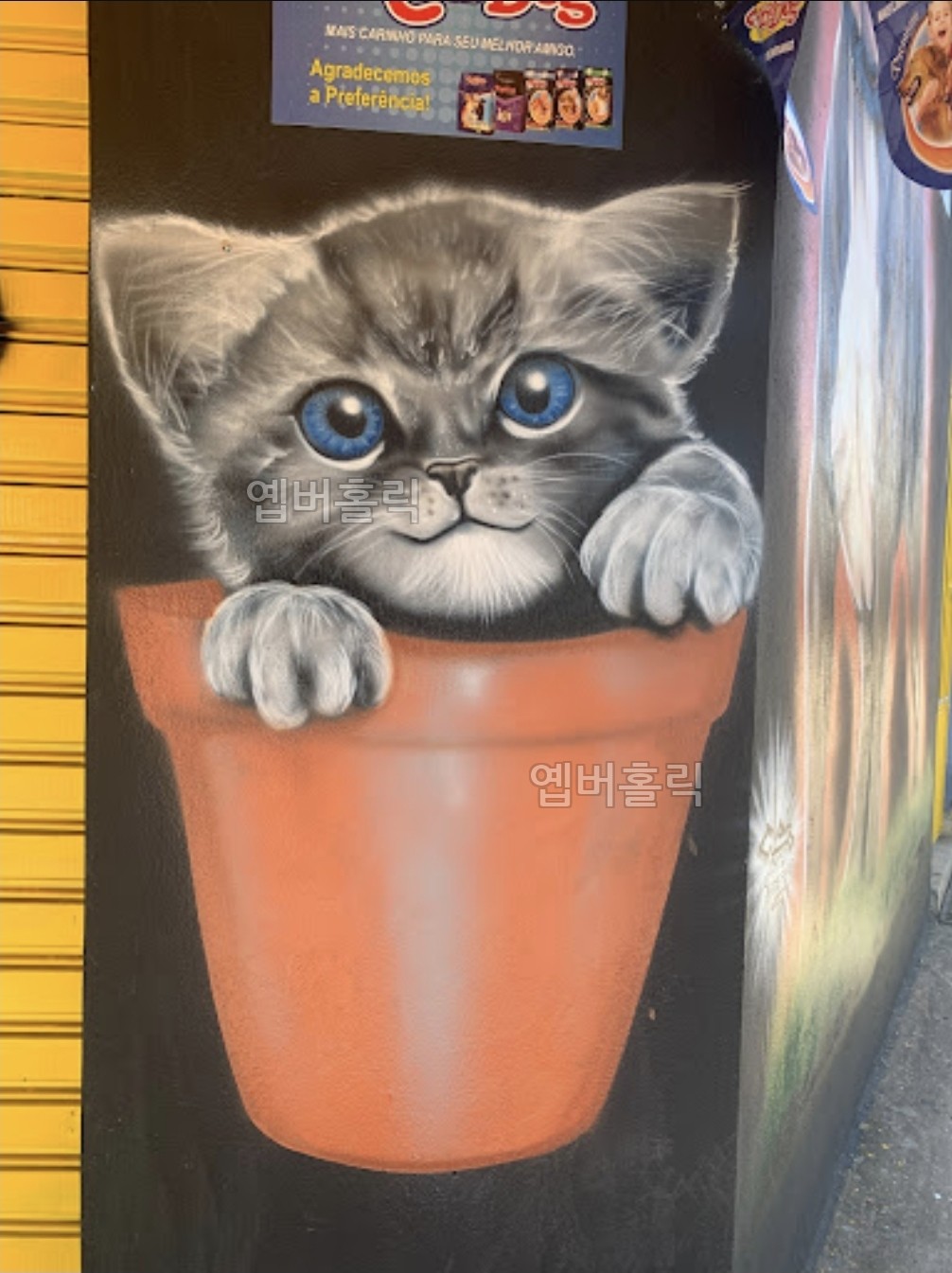 화분 고양이