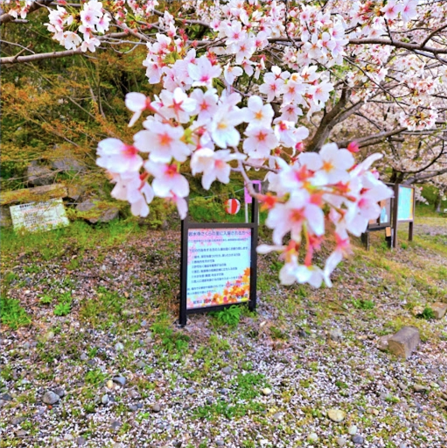 벚꽃