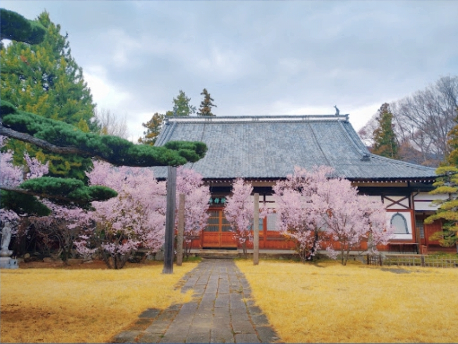 벚꽃 절