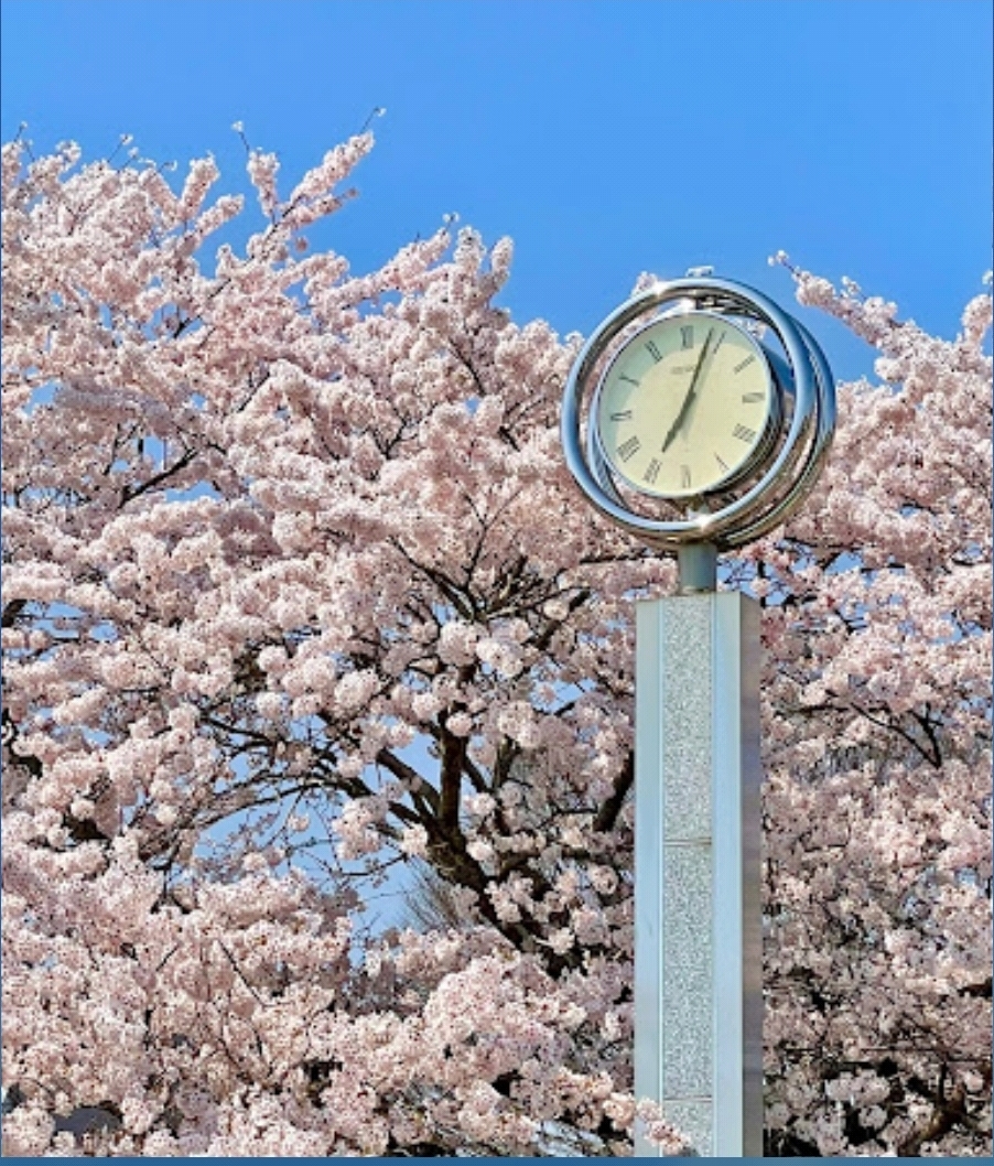 시계탑 벚꽃