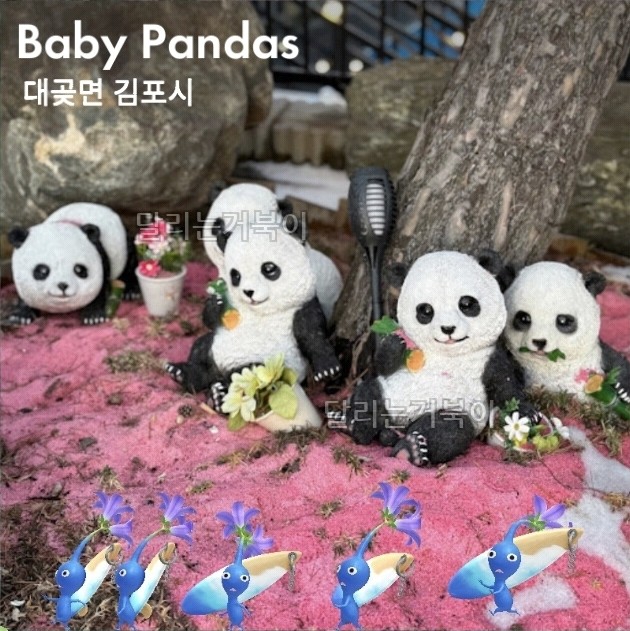아기 판다