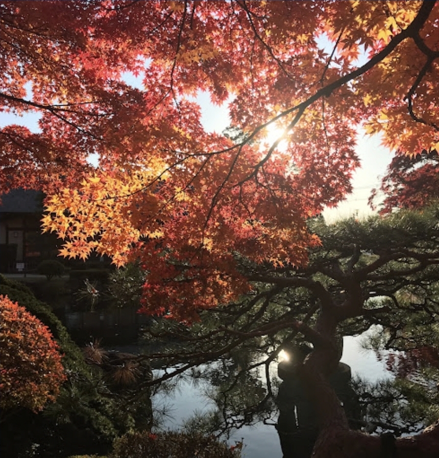 단풍